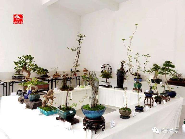 2021广东第二届师生盆景作品展活动