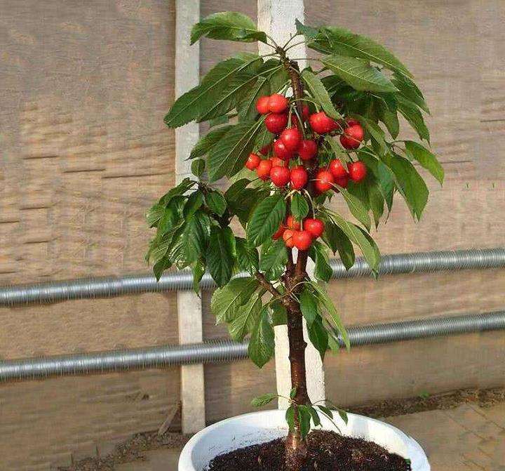 高盆樱桃种子怎么萌发特性的3个初探