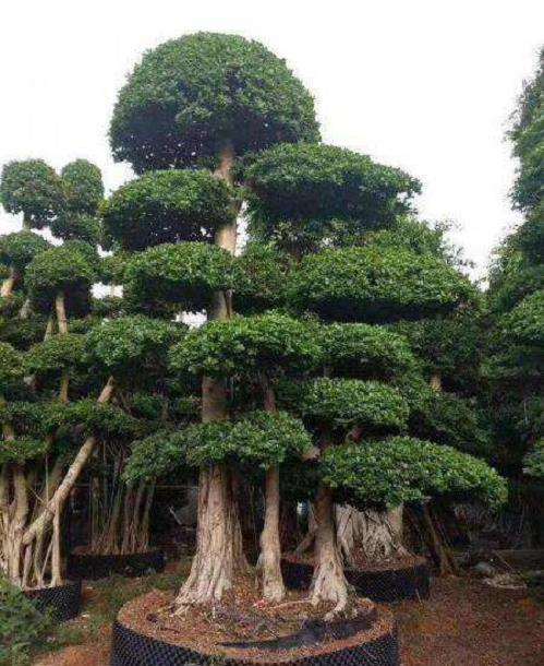 小叶榕树树穴换土的5个措施与建议