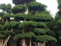 小叶榕树树穴换土的5个措施与建议