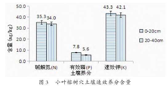 小叶榕长势衰弱的2个原因分析 图片