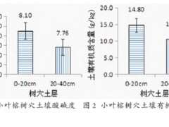 小叶榕长势衰弱的2个原因分析 图片