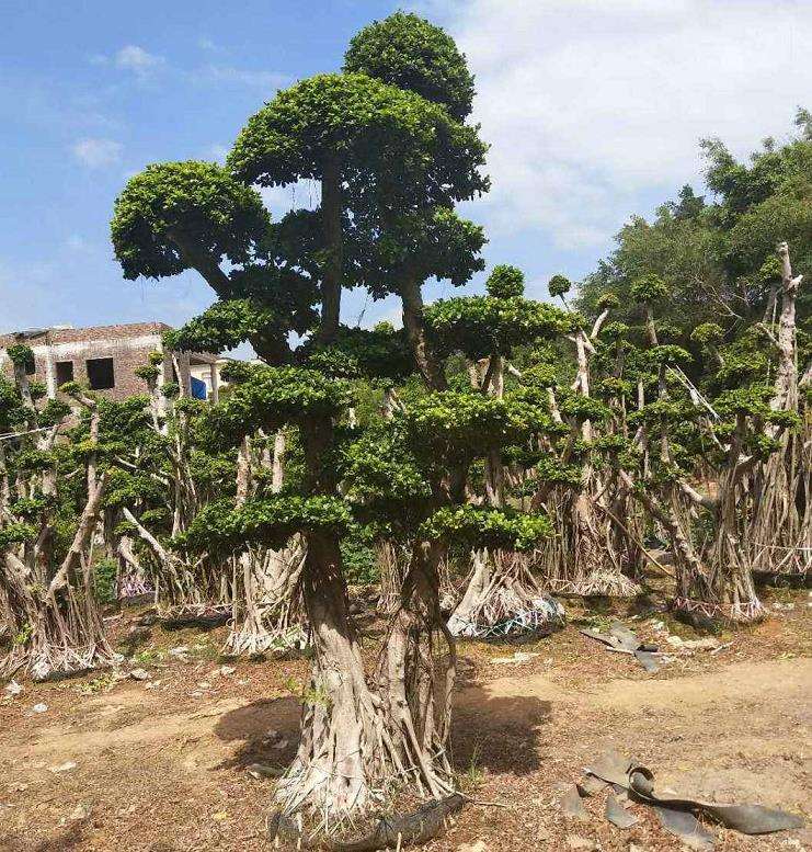 广州小叶榕4个调查情况