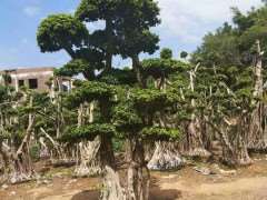 广州小叶榕4个调查情况