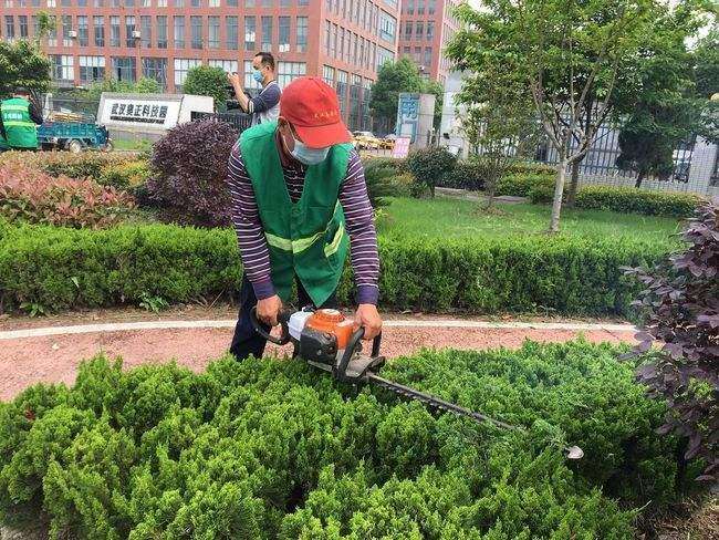 园林植物修剪的4个工作策略和技术措施