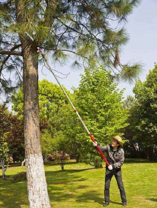 园林植物养护规范化的4个问题分析