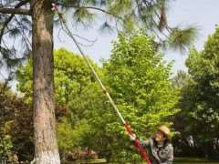 园林植物养护规范化的4个问题分析