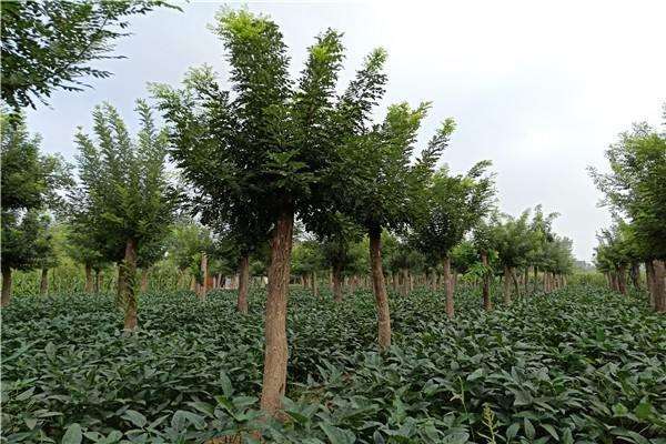 国槐怎么整形修剪的3个步骤