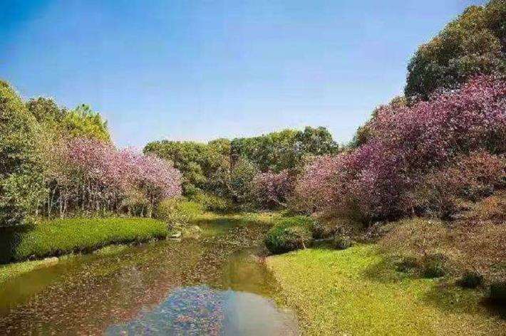 上海市城市园林绿化怎么管理的5个经验