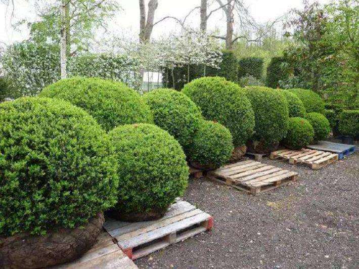 园林观赏植物怎么提高耐低温性的3个途径