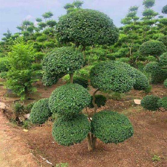 园林植物低温胁迫下的4个响应机制