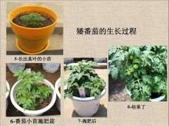 形式美法则在植物种植中的设计手法