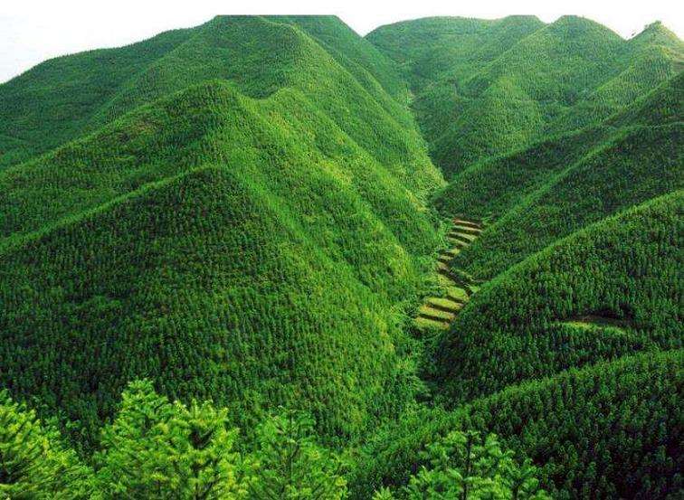 林业工程建设中林木种苗的4个发展趋势