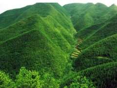 林业工程建设中林木种苗的4个发展趋势