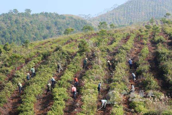 林木种苗的5个应用技术要点