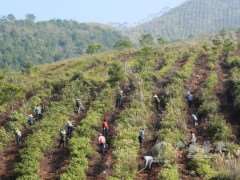 林木种苗的5个应用技术要点