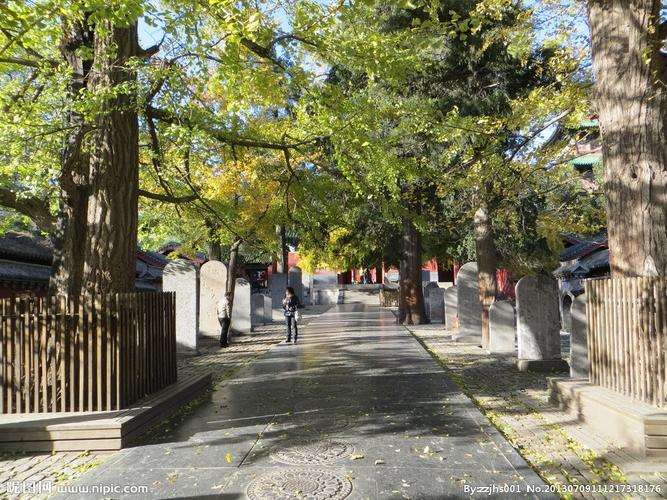 少林寺植物景观的2个分析