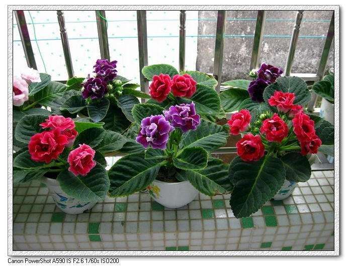 烯效唑对盆栽木芙蓉矮化的2个作用