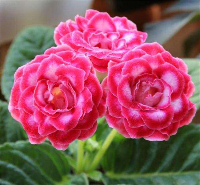 烯效唑对盆栽木芙蓉矮化的2个作用