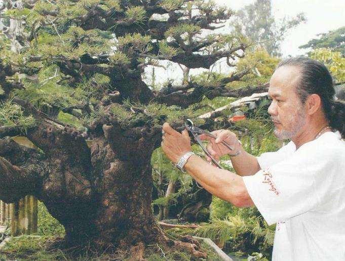 木麻黄的盆景应用和3个繁殖方法 图片