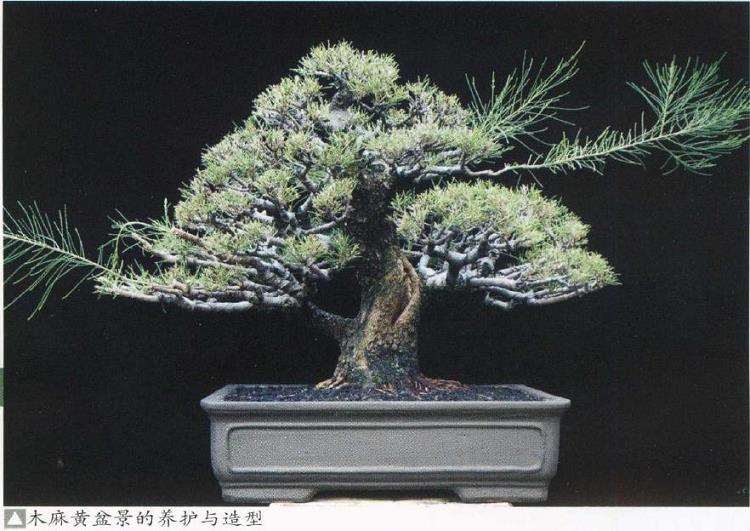 木麻黄的盆景应用和3个繁殖方法 图片