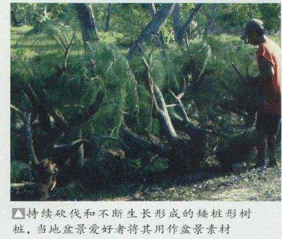 木麻黄的盆景应用和3个繁殖方法 图片