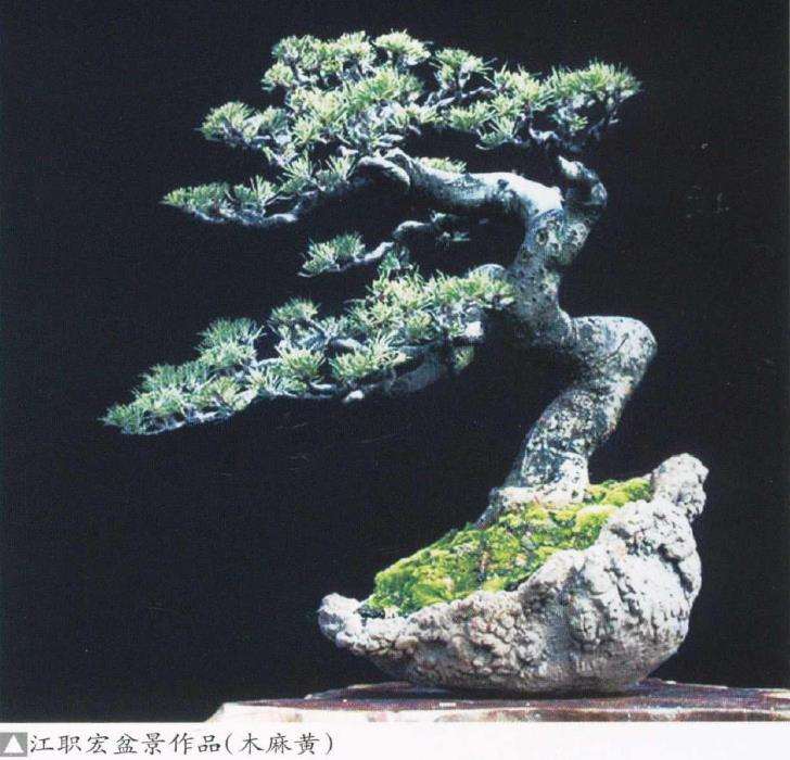 木麻黄的盆景应用和3个繁殖方法 图片