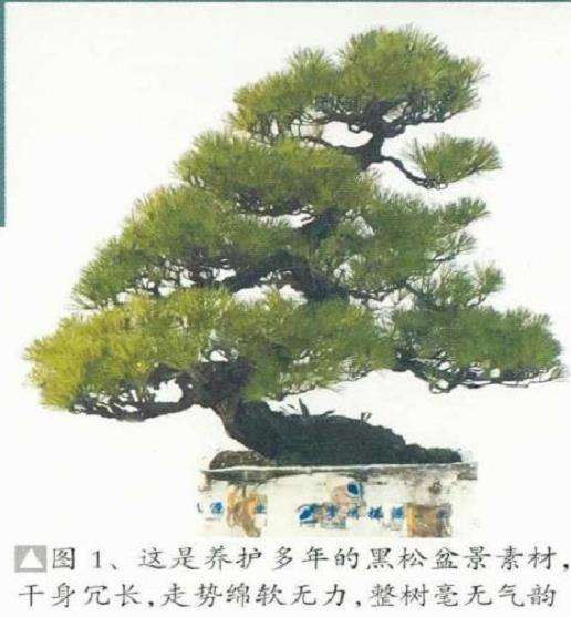 图解 黄敖训怎么制作黑松盆景的29个步骤