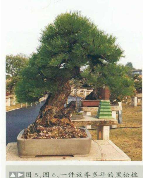 图解 黄敖训怎么制作黑松盆景的29个步骤