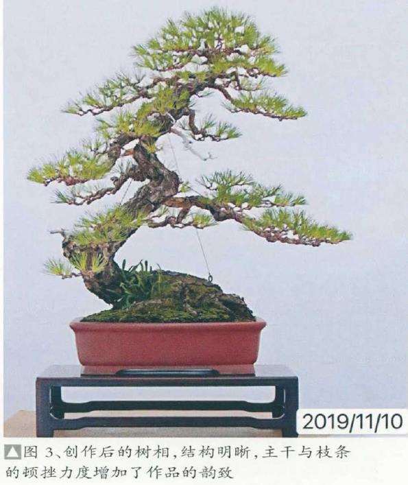 图解 黄敖训怎么制作黑松盆景的29个步骤