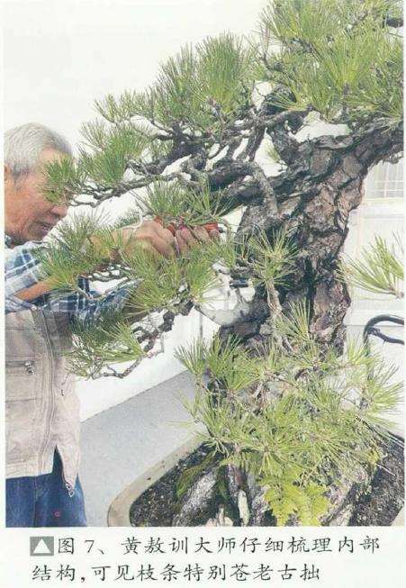 图解 黄敖训怎么制作黑松盆景的29个步骤