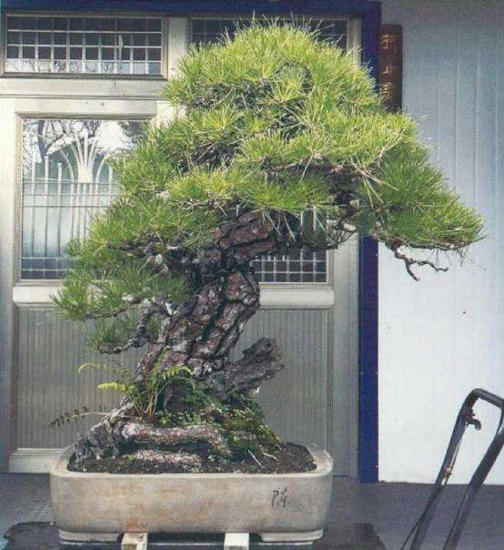 图解 黄敖训怎么制作黑松盆景的29个步骤