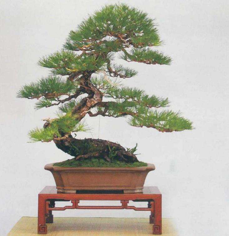 图解 黄敖训怎么制作黑松盆景的29个步骤