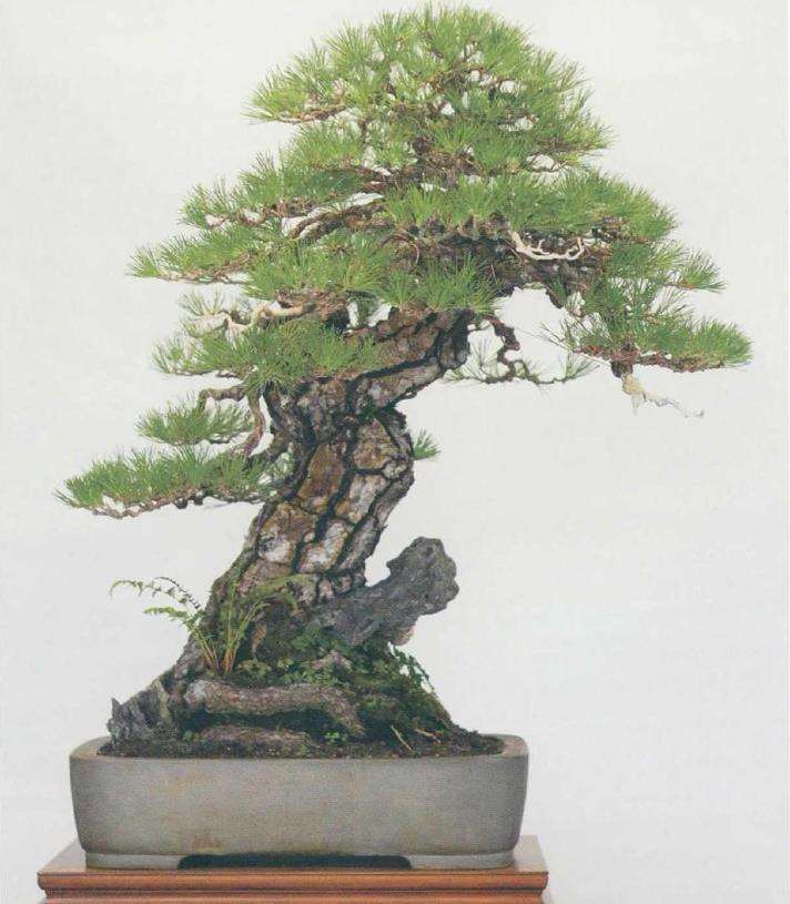 图解 黄敖训怎么制作黑松盆景的29个步骤