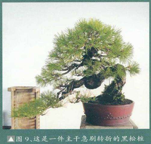图解 黄敖训怎么制作黑松盆景的29个步骤