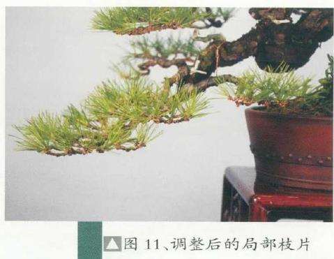 图解 黄敖训怎么制作黑松盆景的29个步骤