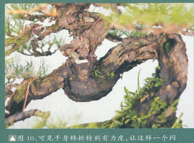 图解 黄敖训怎么制作黑松盆景的29个步骤