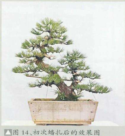 图解 黄敖训怎么制作黑松盆景的29个步骤