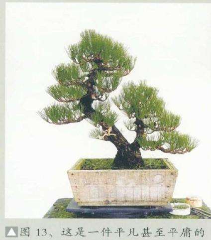 图解 黄敖训怎么制作黑松盆景的29个步骤