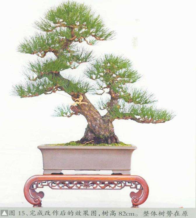 图解 黄敖训怎么制作黑松盆景的29个步骤