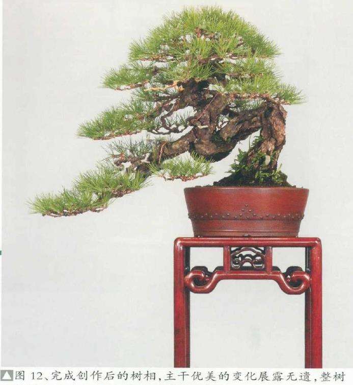 图解 黄敖训怎么制作黑松盆景的29个步骤