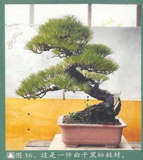 图解 黄敖训怎么制作黑松盆景的29个步骤