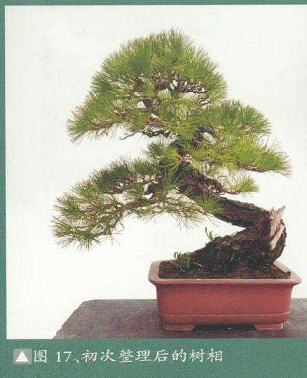 图解 黄敖训怎么制作黑松盆景的29个步骤