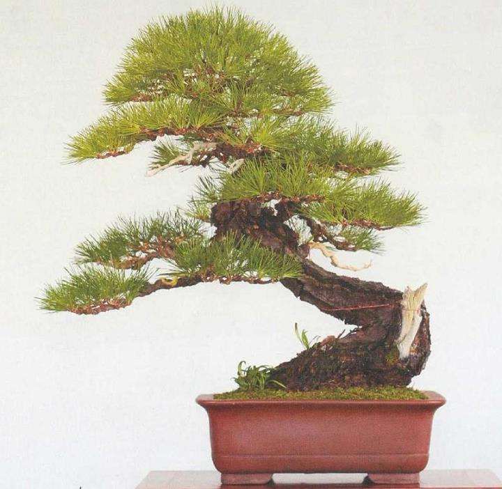 图解 黄敖训怎么制作黑松盆景的29个步骤