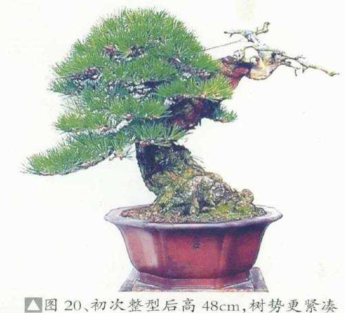 图解 黄敖训怎么制作黑松盆景的29个步骤