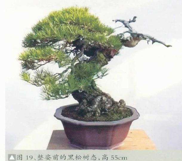 图解 黄敖训怎么制作黑松盆景的29个步骤