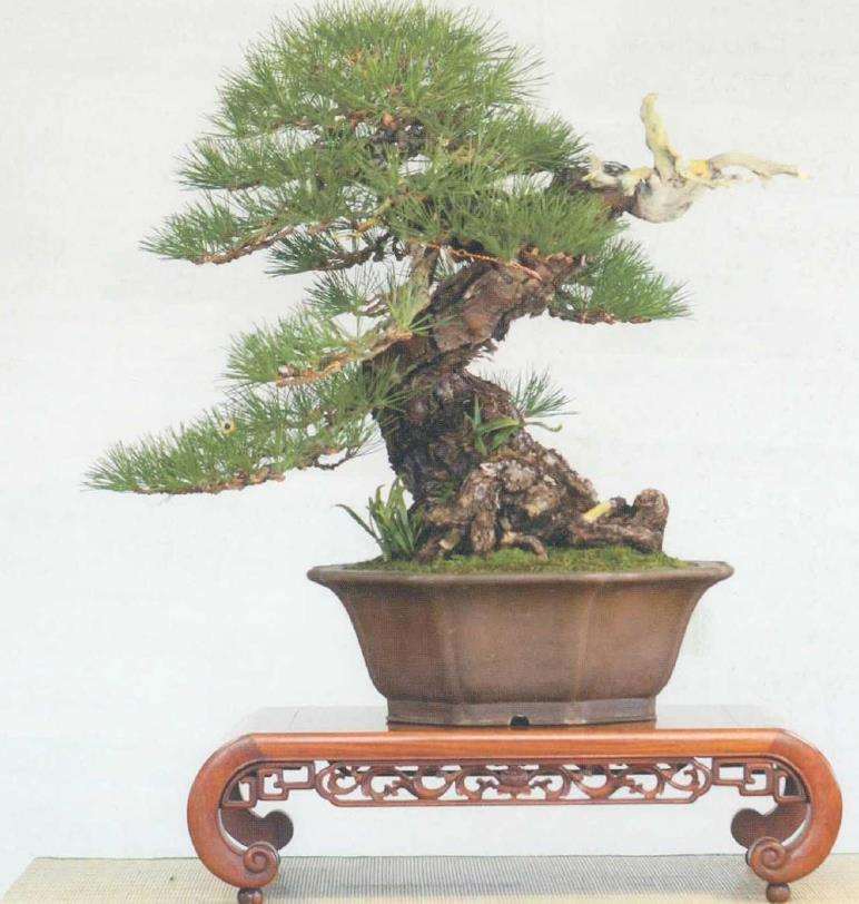 图解 黄敖训怎么制作黑松盆景的29个步骤