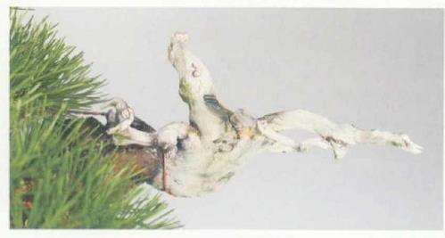 图解 黄敖训怎么制作黑松盆景的29个步骤