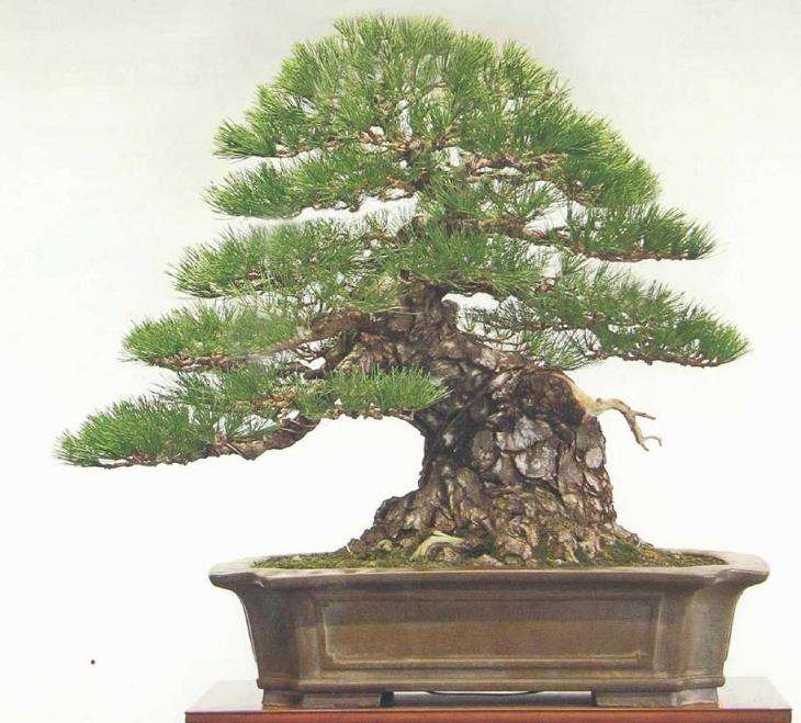 图解 黄敖训怎么制作黑松盆景的29个步骤