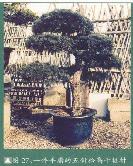 图解 黄敖训怎么制作黑松盆景的29个步骤